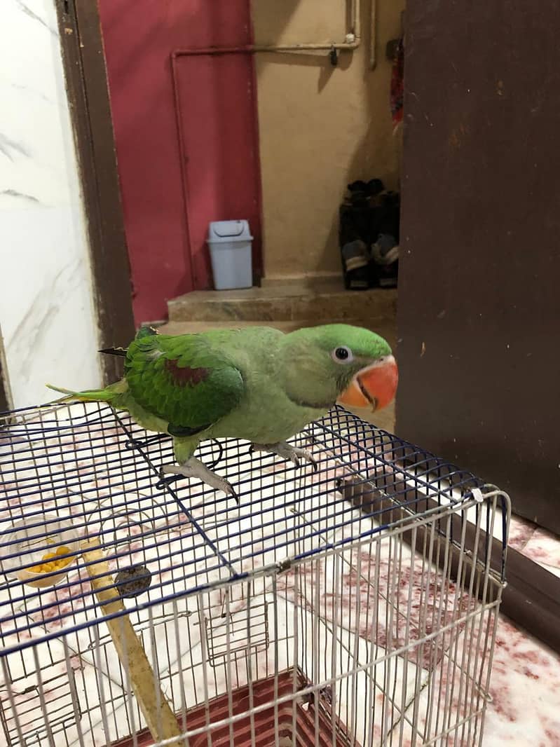 sun conure in red factor and raw 5