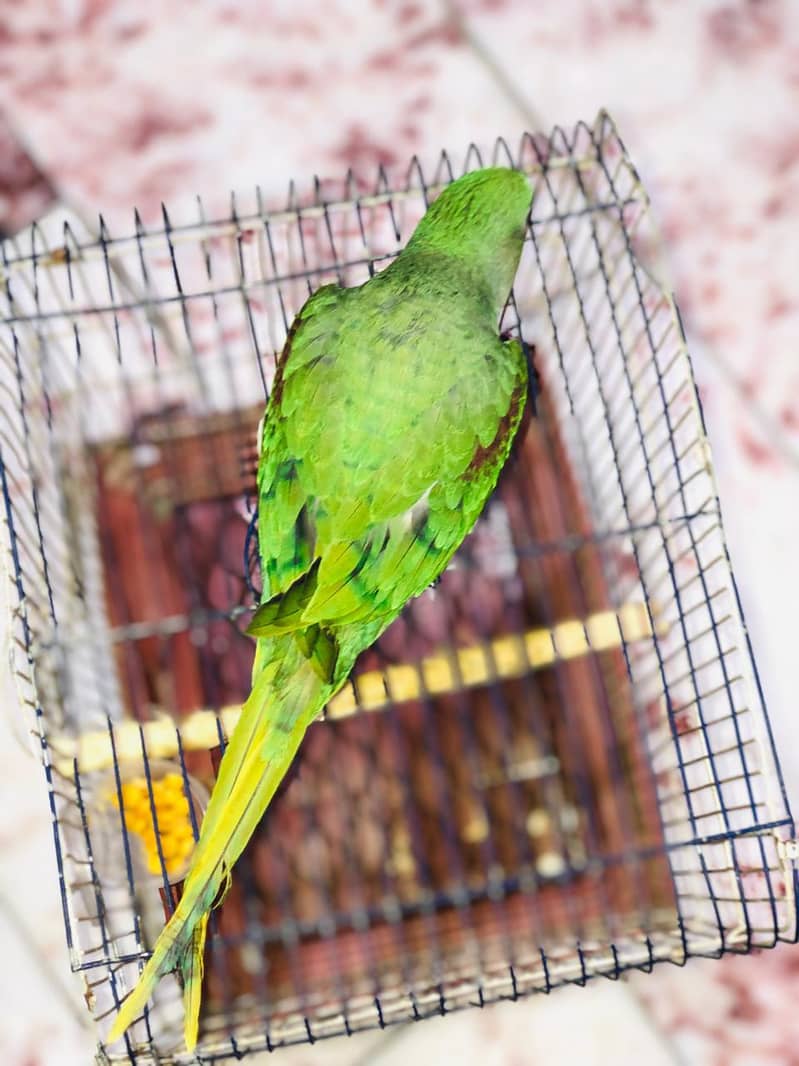 sun conure in red factor and raw 6