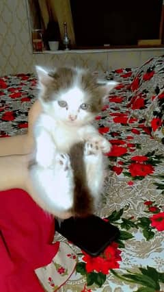 persian