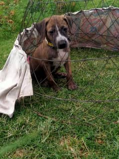 Top Quality Bully Gultair female puppy for sale.