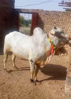 Cows For Sale