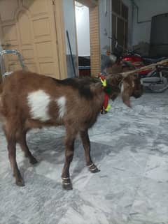 Bakra