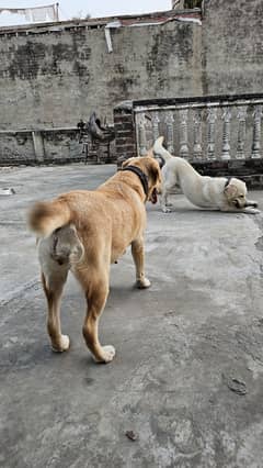 labra