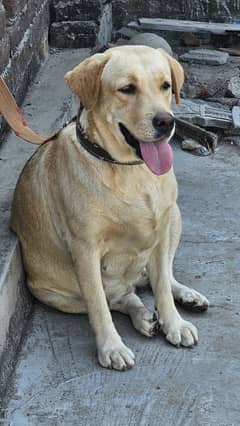labra