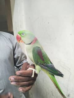 kashmiri  ring nik parrot male for sale