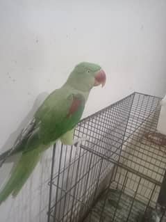 green parrot hai bolane wala tota hai