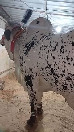 bachra for sale
