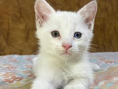 Cute odd eyes Persian kittens Blue and Brown eye