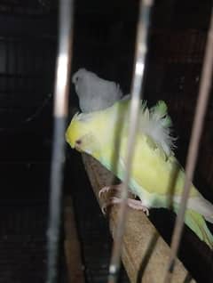 hogoromo red-eyes female