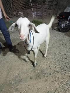 BAKRA FOR QURBANI