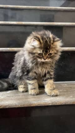 I want to salw my kitten if any one intersted dm