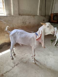 2 Dant Andu Bakra For Sale | No Smeel