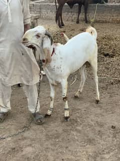 Qurbani wala bakra