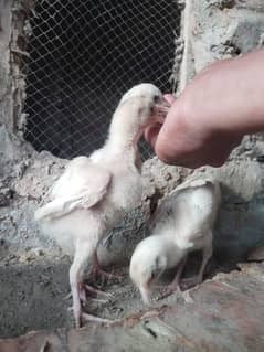 Hera aseel chicks for sale 1500 per piece