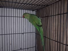 greenringnack brader femal