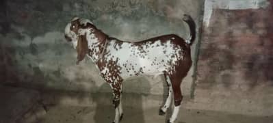 Desi makhi chena bakra for sale 2daant