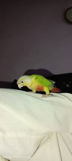 pineapple canure hand tame parrot