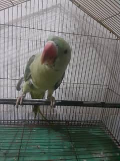 Raw Parrot (Talking)