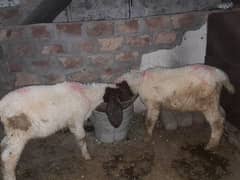 Desi chatry