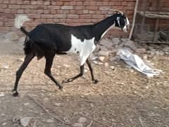 Qurbani
