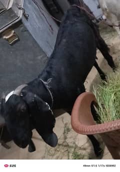 dondi path for sale