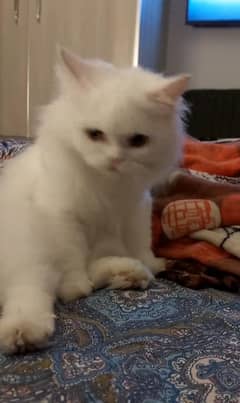 Double coat Persian white Cat
