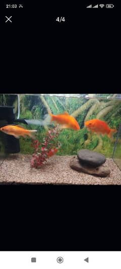 aquarium