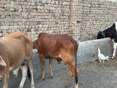 Qurbani