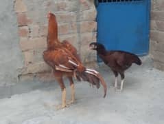 Pure Aseel pair