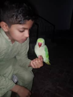 Hand tame female/Age 1.5 year / fully tame/ 200 percent talking.