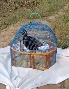 Black Teeter for sale