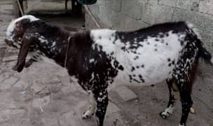 bakra for sell