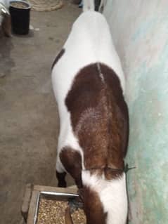 Bakra argent for sale 03353364485 WhatsA