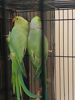 parrot
