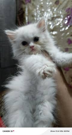 punch face treple coated kitten s available