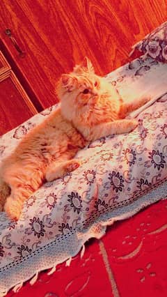 A Persian cat