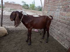WhatsApp number 03047800885