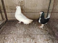 Fancy Pigeon Pair/Breeding Pair Pigeon