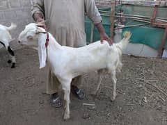 2 DAANT GOATS FOR SALE