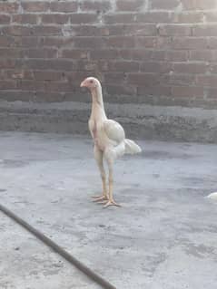 White o shamo