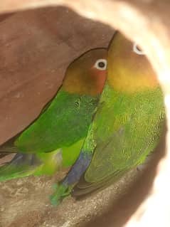 3 Fisher And 6 budgies Breeder pair available