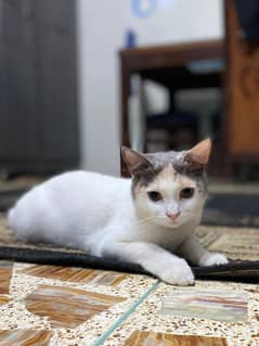 Female Semi Persian cat