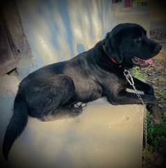 American breed Labrador