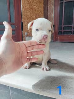 American pitbull