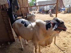 qurbani 2k25 bell for sale