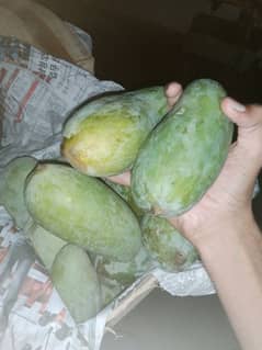sindhri mango