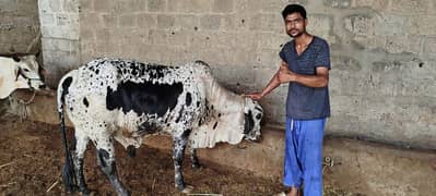 *Sahiwal bachra | Bull | Cow | buffalo | Qurbani for sale*