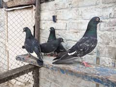 kasuri lal pari kabootr sale 03131496136