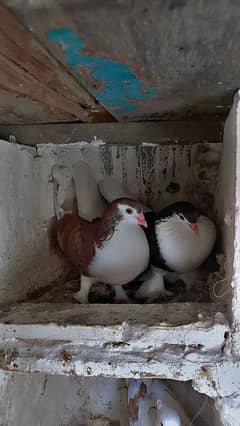 lahori shrazi
