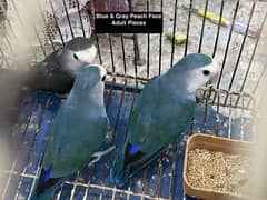 LOVEBIRD LOVE BIRD SETUP FOR SALE